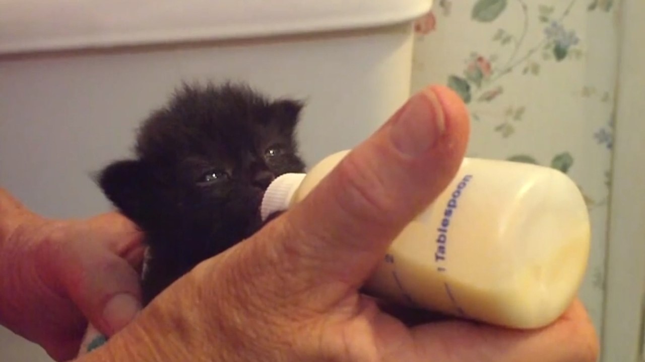 Ce petit chaton est trop mignon. Vous allez fondre