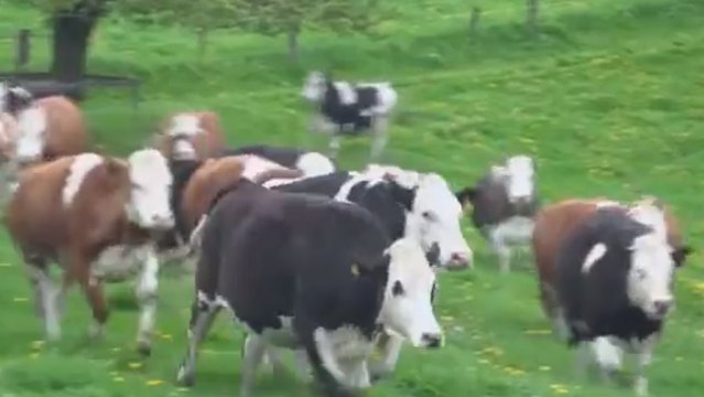 Ces vaches viennent d'échapper à l'abattoir. Leurs réactions sont incroyables