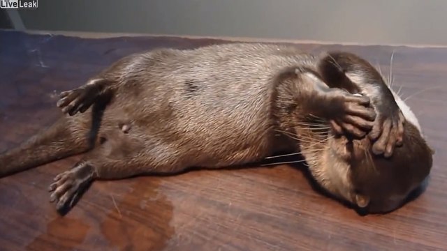 Cette loutre joue la comédie comme personne. Elle va vous faire craquer