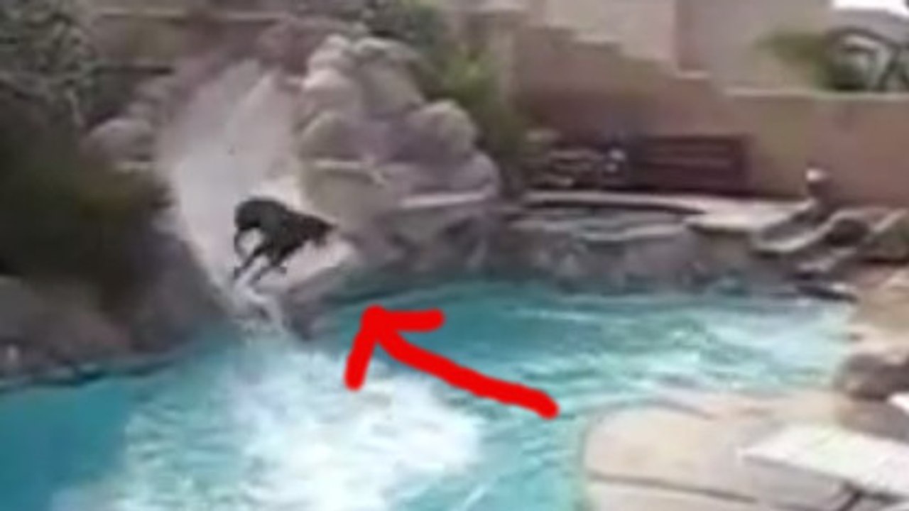 Ce chien est comme nous : il adore faire du toboggan