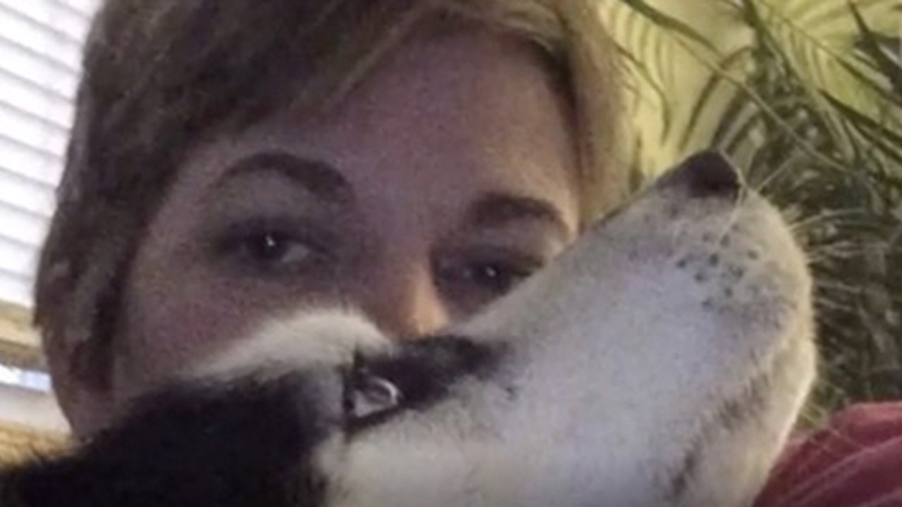 Nach Fehldiagnose reagiert ihr Husky panisch: Dann geht alles ganz schnell