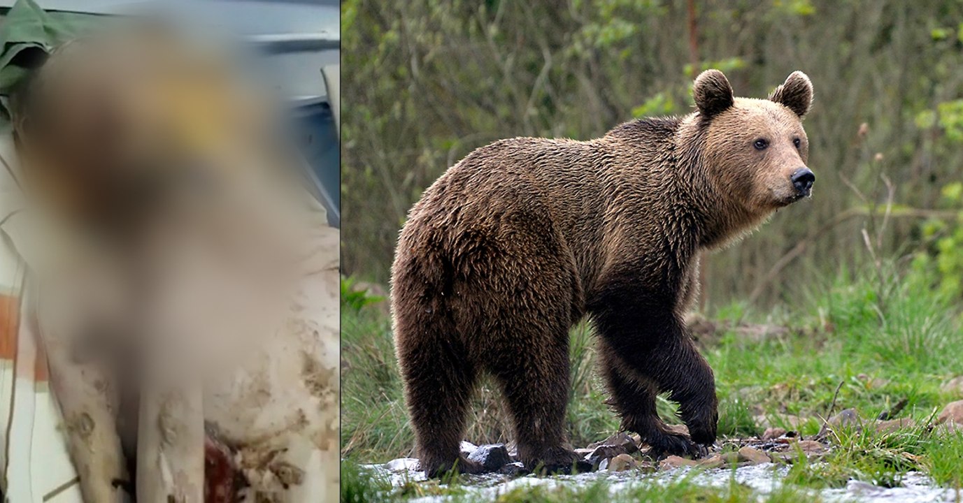 Alle denken, er wurde von einem Bären angegriffen: Das steckt wirklich dahinter