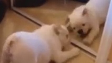 Ces animaux sont vraiment hilarants. Vous allez craquer