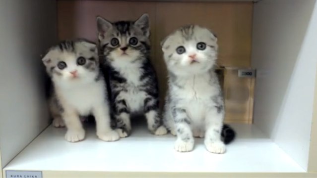 Ces trois chatons ont le sens du rythme. Et surtout celui de la synchronisation