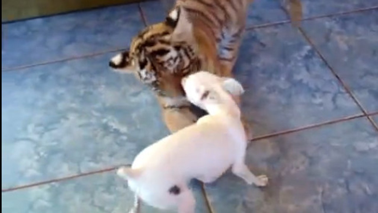 Ce chien est très ami avec un bébé tigre. Une amitié qui va vous faire fondre
