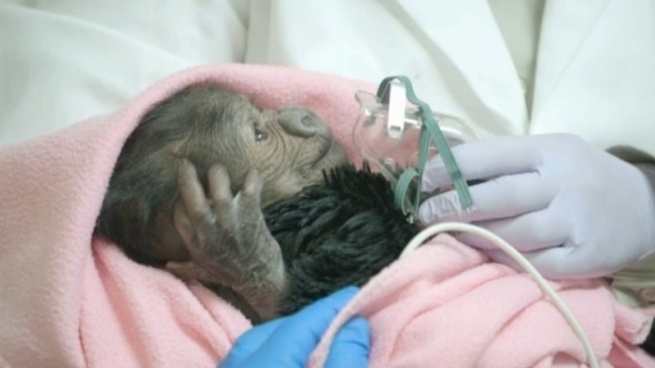 Une incroyable naissance a eu lieu au zoo de San Diego. Vous allez fondre