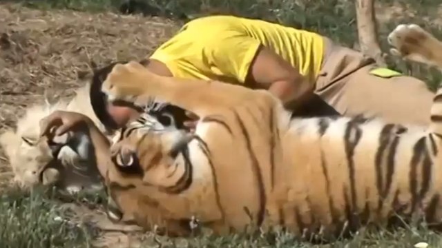 Les animaux sauvages sont parfois très câlins avec les humains. La preuve en vidéo