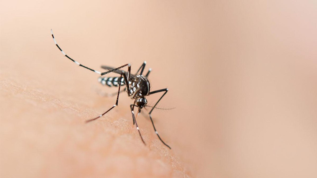 So gefährlich sind Mücken wirklich