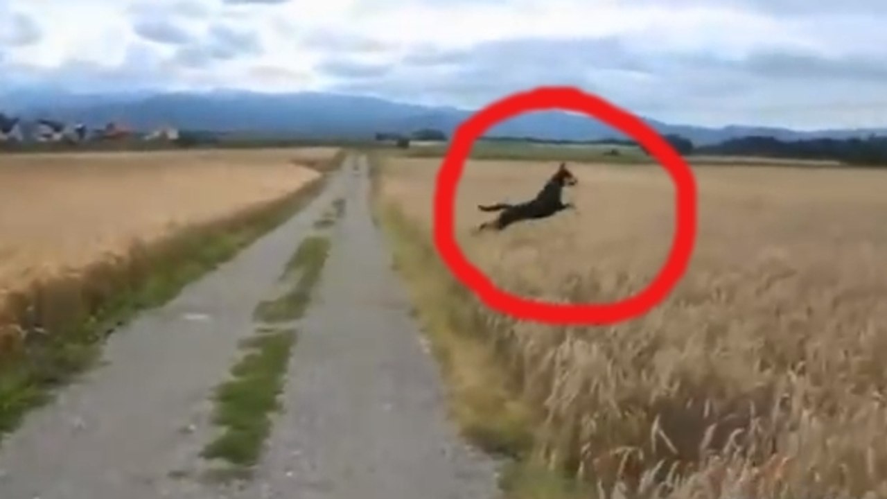 Ce chien est très joueur. Vous n'avez jamais vu un animal aussi heureux