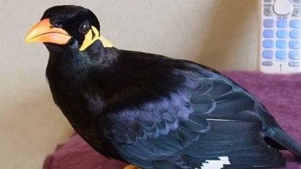 Cet oiseau semble avoir quelques notions de japonais. Il va vous laisser sans voix