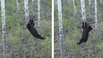 Cet ours est un véritable funambule. Son agilité est hallucinante