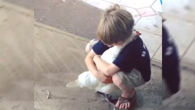 Ce tendre câlin entre un garçon et une poule va vous faire halluciner. Regardez plutôt