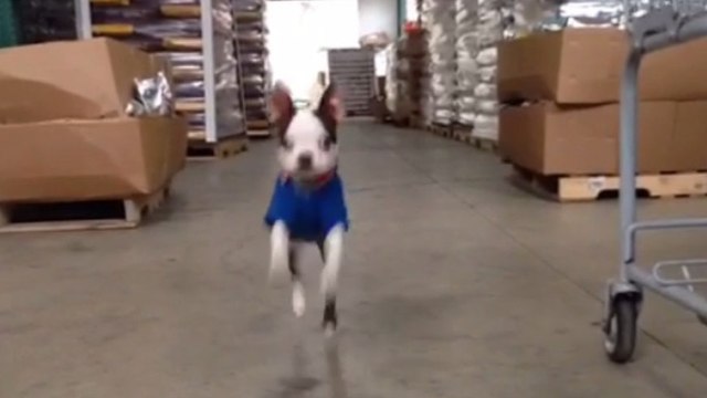 Ce chien a la pêche, et sait la communiquer. Vous n'allez pas résister