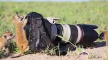 Les suricates adorent faire de la photo. La preuve en vidéo