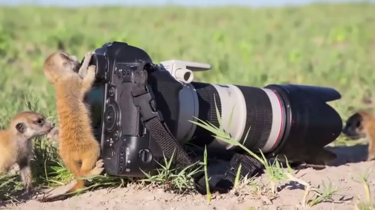 Les suricates adorent faire de la photo. La preuve en vidéo
