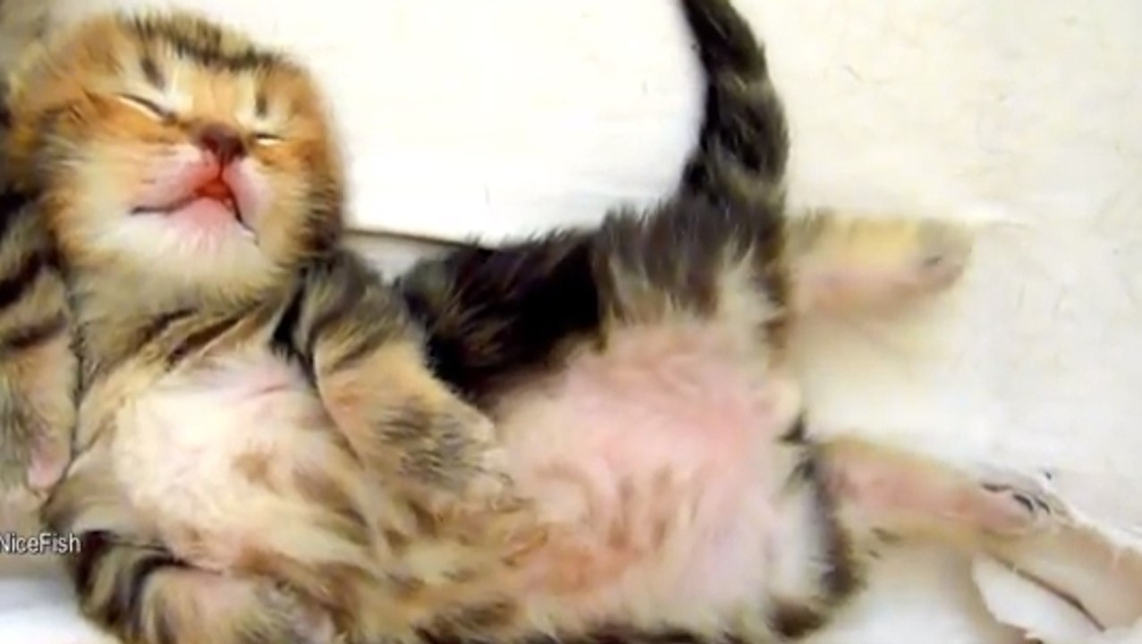 Ces chatons sont plus adorables les uns que les autres. Vous allez craquer