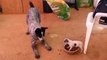 Un chiot et un chien se disputent un bol de nourriture. Mais qui va l'emporter ?