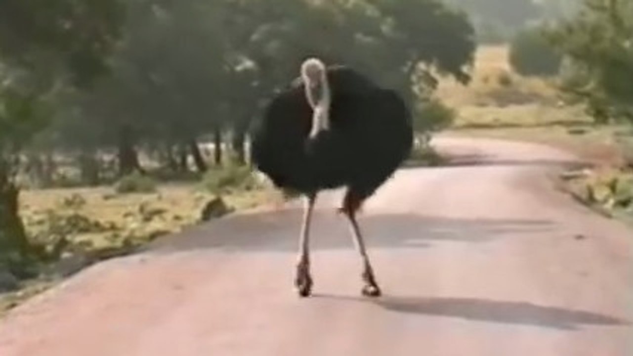 Cette autruche se balade tranquillement sur une route. Puis quelque chose va déraper