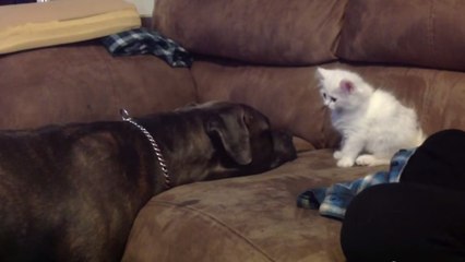 Ce pitbull rencontre ce chaton pour la première fois. Sa réaction est attendrissante