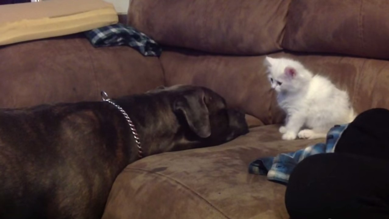 Ce pitbull rencontre ce chaton pour la première fois. Sa réaction est attendrissante