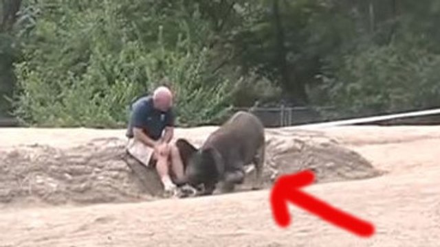 Ce petit éléphant a un petit problème. Il se prend pour un chien