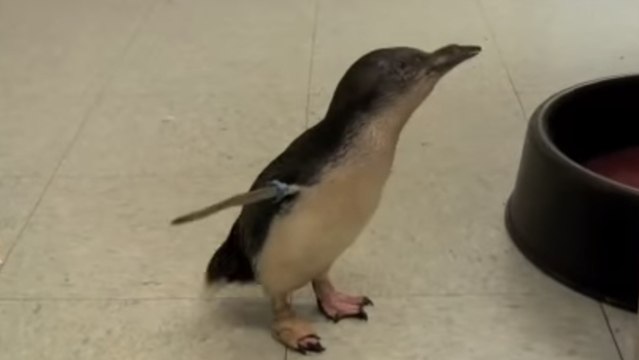 Ce bébé pingouin est la chose la plus mignonne que vous verrez aujourd'hui. Il va vous faire craquer
