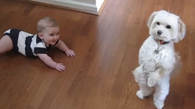 Ce chien fait le show pour amuser ce bébé. Découvrez son numéro attendrissant