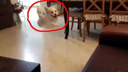 Ce chien tente le saut de sa vie. Va-t-il réussir son atterrissage ?