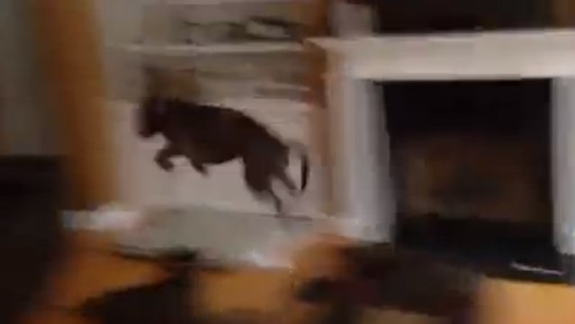 Cet animal fait des sauts incroyables. Mais de quoi s'agit-il ?