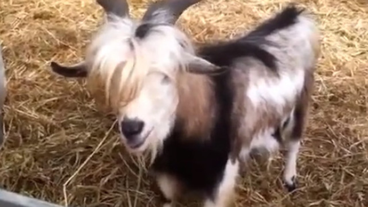 Cette chèvre fait des bruits bien étranges. Découvrez ce qu'elle est capable de faire