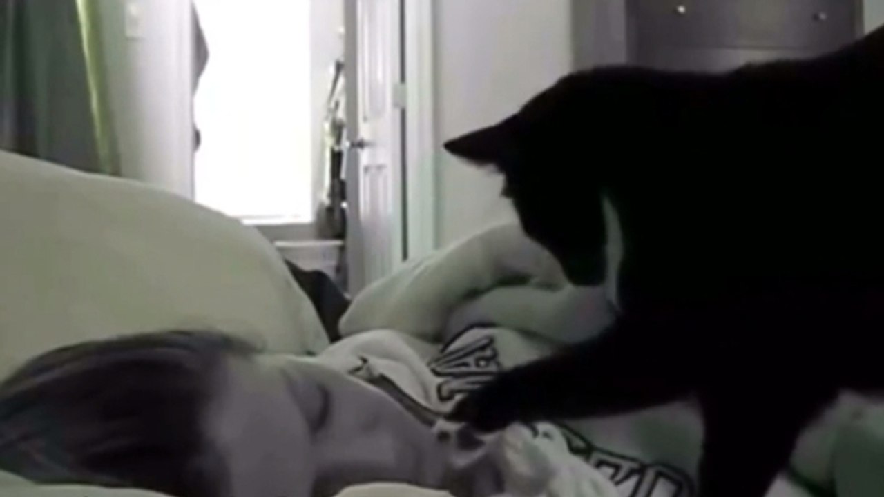 Adoptez un chat, et vous n'aurez plus jamais besoin de réveille-matin