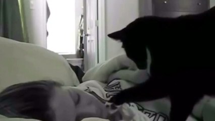 Adoptez un chat, et vous n'aurez plus jamais besoin de réveille-matin