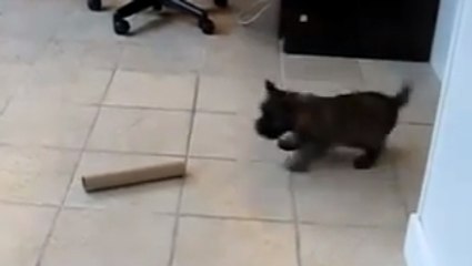 Ce chiot s'est retrouvé face à un nouvel ennemi. Mais il est bien décidé à défendre son territoire