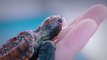 Malade, Ce bébé tortue a été sauvé par des vétérinaires puis relâché en pleine mer. Des images émouvantes