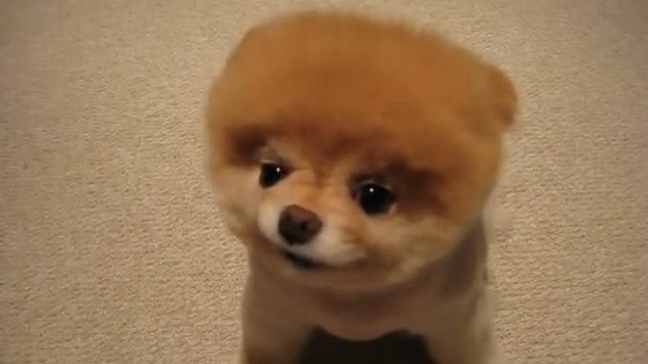 Ce chien est le plus mignon du monde. Il va vous faire fondre