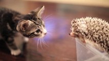 Découvrez l'étonnante rencontre entre un hérisson et un chaton