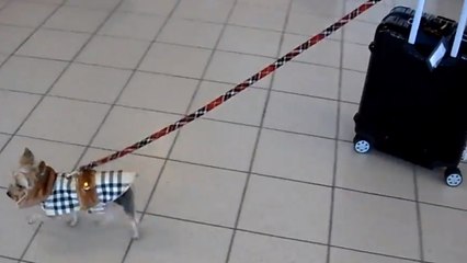 Ce chien est une minuscule boule de poils. Mais il fait preuve d'une force incroyable