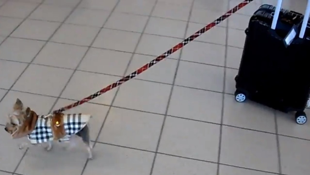 Ce chien est une minuscule boule de poils. Mais il fait preuve d'une force incroyable