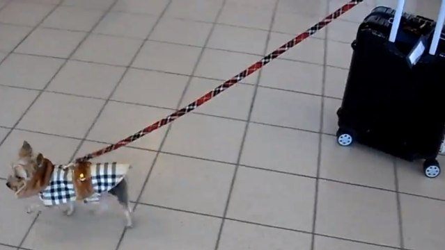 Ce chien est une minuscule boule de poils. Mais il fait preuve d'une force incroyable