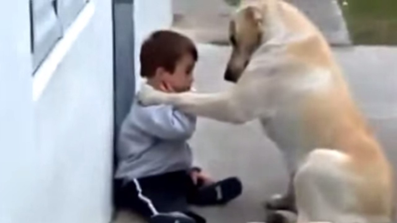 Ce chien a décidé de prendre soin d'un enfant trisomique. Il va vous émouvoir
