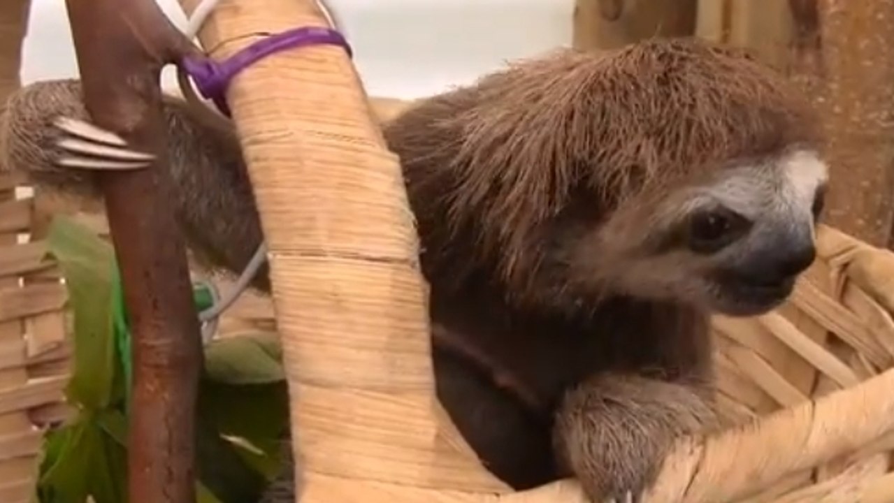 Avez-vous déjà entendu le cri des paresseux ? Ces bébés vont vous faire fondre