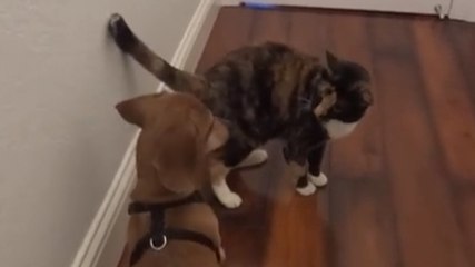 Ce chien tente d'amadouer ce chat. Mais celui-ci n'est pas prêt à faire la paix