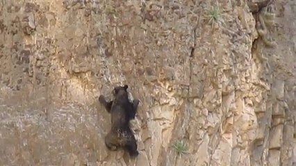 Ces deux ours n'ont peur de rien en grimpant cette falaise. Vont-ils y arriver ?