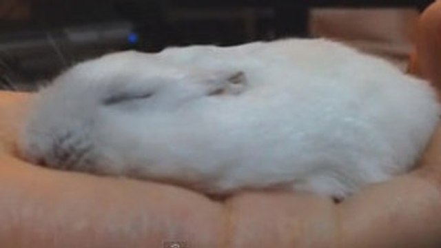 Voilà ce qui se passe quand le maître de ce hamster le caresse. Vous allez fondre