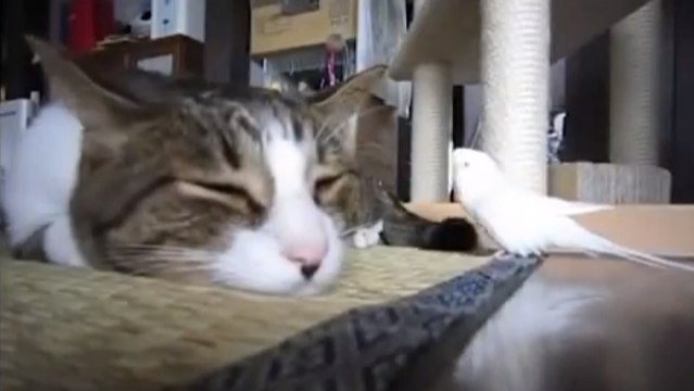 Cette perruche a décidé de jouer avec ce chat. Cette drôle d'amitié va vous surprendre