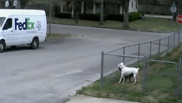 Ces chiens passaient une journée assez ennuyeuse. Mais un livreur maladroit est arrivé