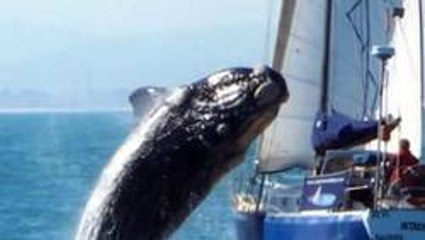 Cette baleine avait envie de jouer. Mais elle n'est pas très agile