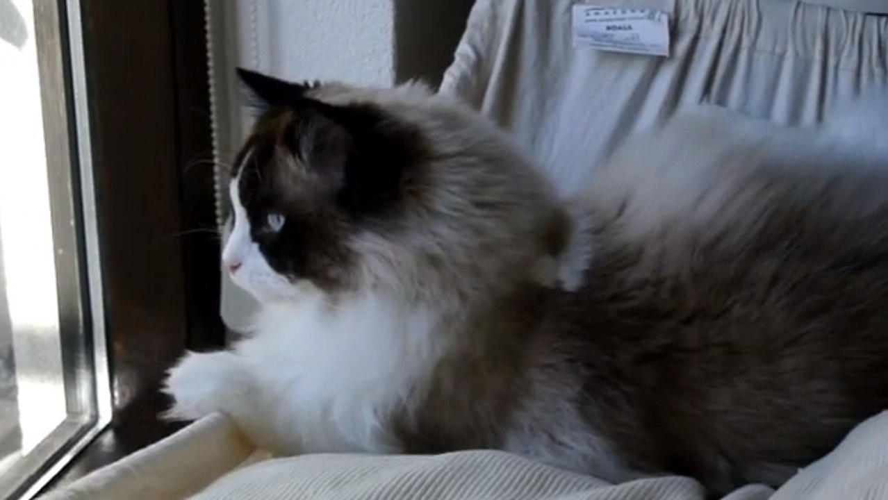 La vie de chat n'est pas toujours facile. Même lorsqu'on a un hamac