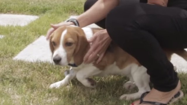 Ces anciens chiens de laboratoire découvrent la liberté. Leur réaction va vous bouleverser