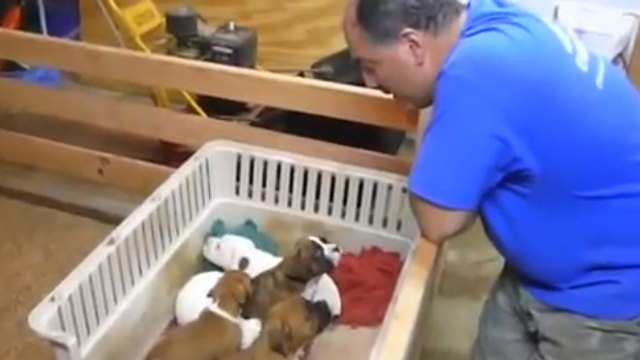 Ces chiots n'avaient pas envie de dormir. Mais cet homme a une technique bien à lui pour les endormir